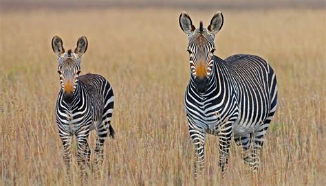 Fun Mountain Zebra Facts For Kids | Kidadl