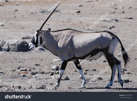 Oryx Antelope Stock Photo 54067249 : Shutterstock