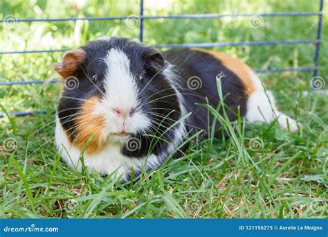 Guinea Pig In Grass Stock Image Image Of Garden Lying 121156275