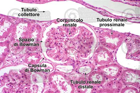 Uomo Rene Sezione Trasversale 250X Uomo Mammiferi Apparato