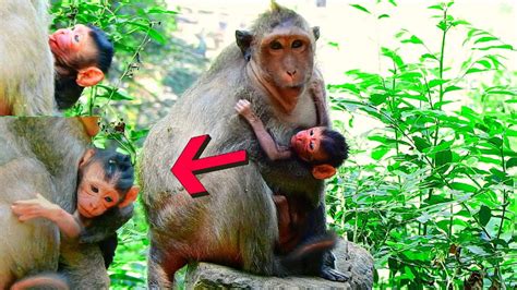 Breaking News Congratulation To Monkey Jing Jing Gave Birth To Her