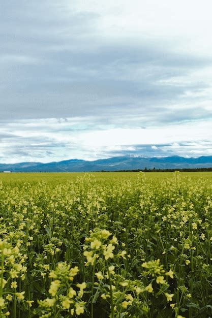 Tiro Vertical De Um Campo De Flores Amarelas Uma Montanha Em