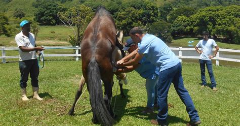 Guia rápido para coleta de sêmen equino técnicas e cuidados