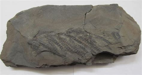 Coal Swamp Fossils: The Robert Springfield Fossil Collection - The ...