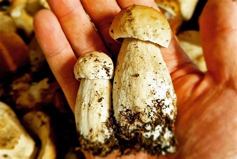 Comment Nettoyer Les C Pes Chasseurs De Champignons