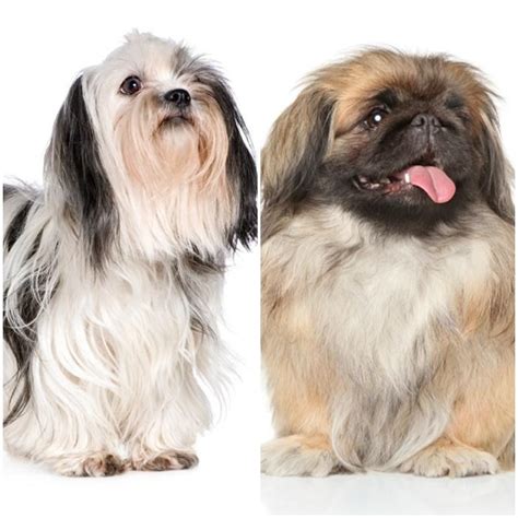 Differences Between The Pekingese And Shih Tzu