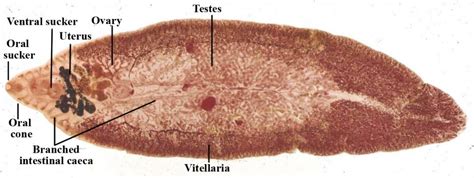 Fasciola Hepatica Liver Fluke Adult Parasitology