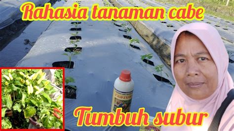 Bercocok Tanam Cabe Cara Merawat Cabe Umur Hari Setelah Tanam