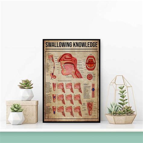 Swallowing Knowledge Poster Anatomy Of Normal Swallowing Swallow