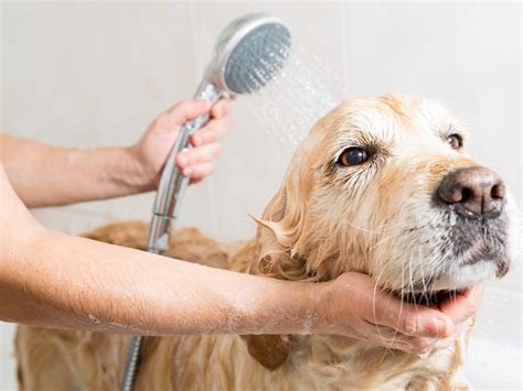 Ogni Quanto Lavare Il Cane I Consigli Della Veterinaria