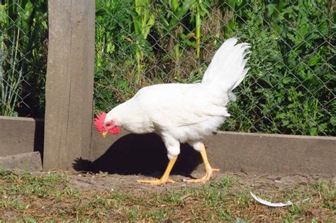 Leghorn Chicken Breed Information Pictures And Facts