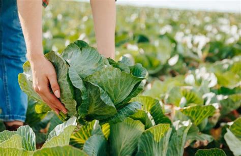 Un Jardin En Pente Raide Comment L Amenager Veille Permaculturelle