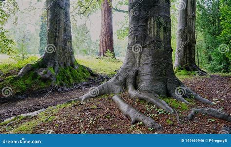 Detailed View Of Exposed Tree Roots Of Very Old Trees Stock Photo