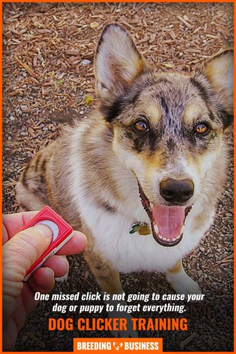 Clicker Training Dogs – Methods, Equipment, How To, Pros, Cons & FAQ