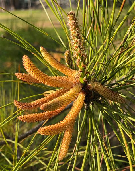 Loblolly Pine tree - Southern Native Trees