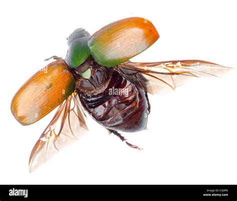 Flying Insect Scarab Beetle Stock Photo Alamy