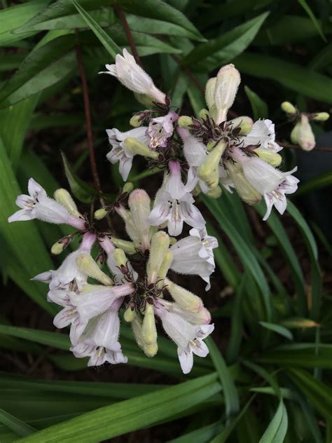 Eastern Gray Beardtongue Penstemon Canescens Flower Leaf Uses