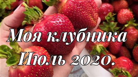 Моя клубника. Июль 2020.Красавица Загорья, Элиане, Альбион, Фея, Клэри ...