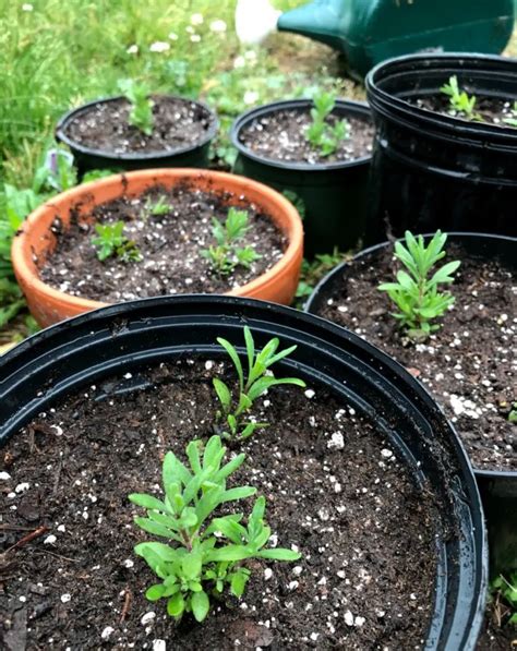 How To Grow Lavender From Seed Or Cuttings The Total Guide