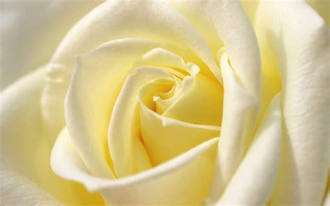 White Rose Wallpapers Images Photos Pictures Backgrounds