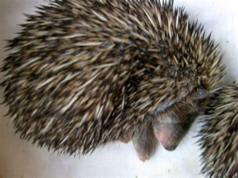 More Hedgehog Rescues Pet Samaritans