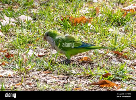 El parakeet monje Myiopsitta monachus también conocido como loro