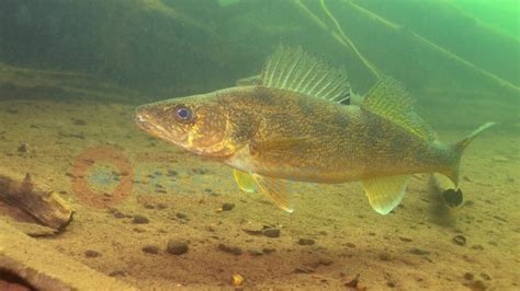 Walleye Underwater 2 Engbretson Underwater Photography Youtube