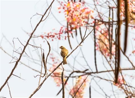 550+ Tailorbird Photos Stock Photos, Pictures & Royalty-Free Images ...