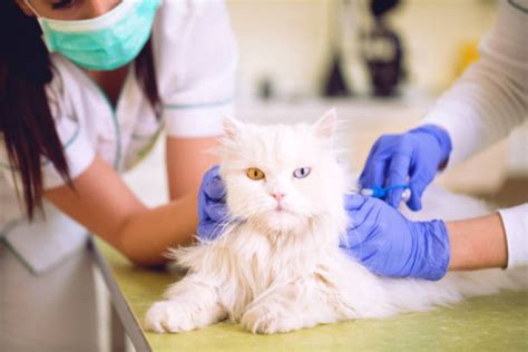 Onde Faz Acupuntura Em Gatos Cruzeiro Acupuntura Em Caes Hernia