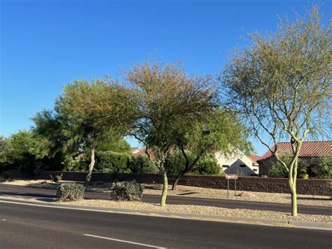 Sonoran Palo Brea Elgin Nursery And Tree Farm Phoenix Az