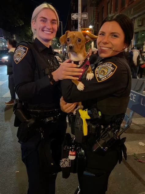 NYPD 10th Precinct On Twitter Happy NationalPuppyDay