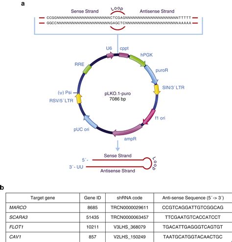 Epidermal Sr A Complexes Are Lipid Raft Based And Promote Nucleic Acid