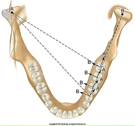 Occlusion Wk 7 Flashcards Quizlet