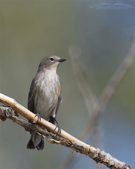 Focusing On Yellow Rumped Warblers During Fall Migration Mia