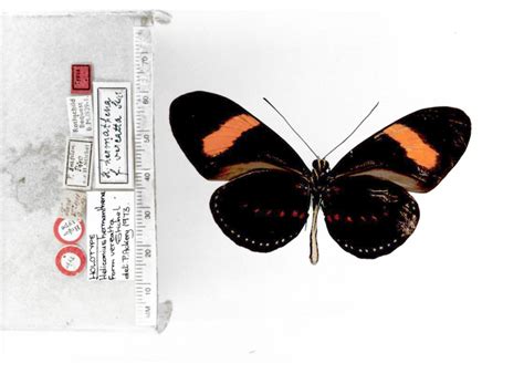 Heliconius hermathena vereatta (type specimens)