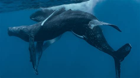 Two Humpback Whales Seen Having Sex For The First Time — And Both Are Males The Us Sun