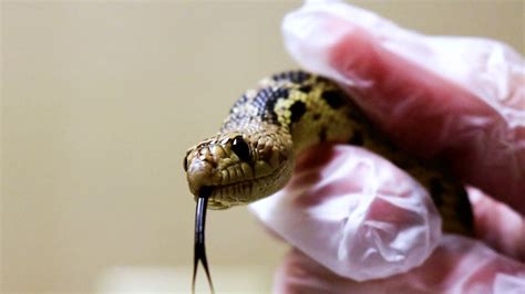 The Fort Worth Zoo Releases 23 Rare Snakes Back Into The Wild Youtube