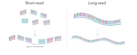 Genomics 101 What Is Long Read Sequencing Genomics England