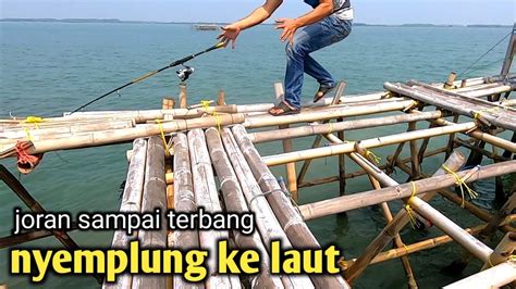 Auto Panik Ketika Joran Di Tarik Ikan Barramundi Besar Youtube