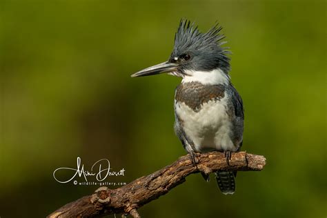 North American Kingfisher Bird