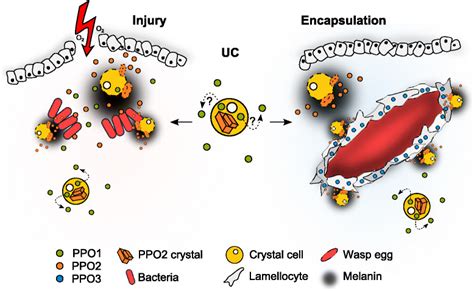 Model Of Phenoloxidase Activation After Injury And Wasp Infestation