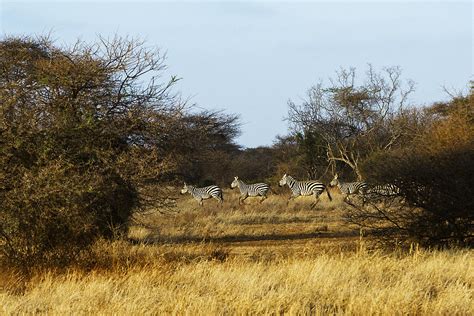 Zebras Running Photograph by Marion McCristall - Fine Art America