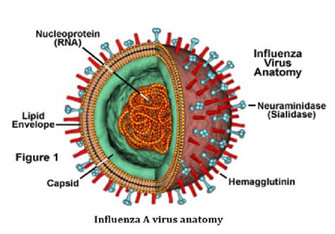 The Diagram Show The Virus Structure Consist Of Neuraminidase Na