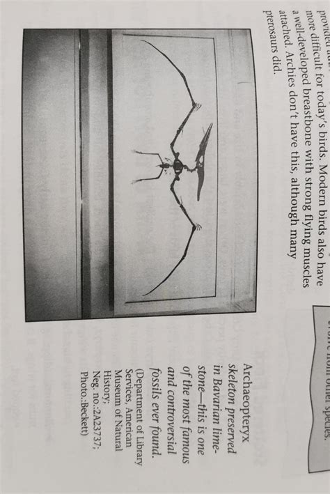 Archaeopteryx apparently had long wings and a crest. : Dinosaurs