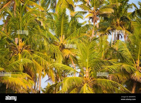 Kerala Coconut Tree Stock Photos & Kerala Coconut Tree Stock Images - Alamy