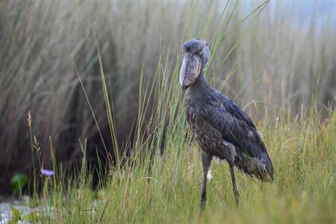 Uganda - Nature Travel Birding