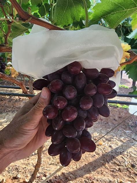 Lac Du Soleils First Harvest On The Trail Blocks Varieties In2fruit