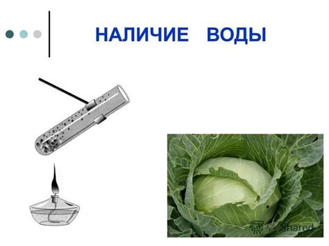 Презентация на тему: "Зорина Наталья Николаевна, учитель биологии и ...