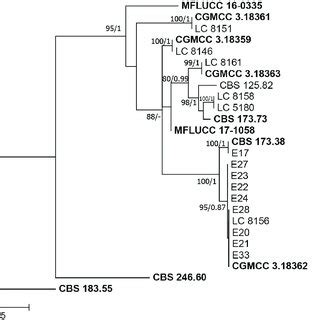 Phylogenetic Tree Inferred From A Maximum Likelihood Analysis Based On