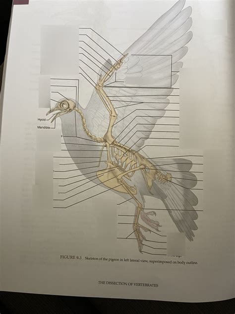 Pigeon skeleton Diagram | Quizlet